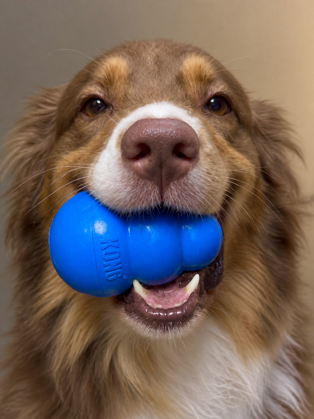 Close-up of a red Australian Shepherd holding a blue Kong toy in its mouth